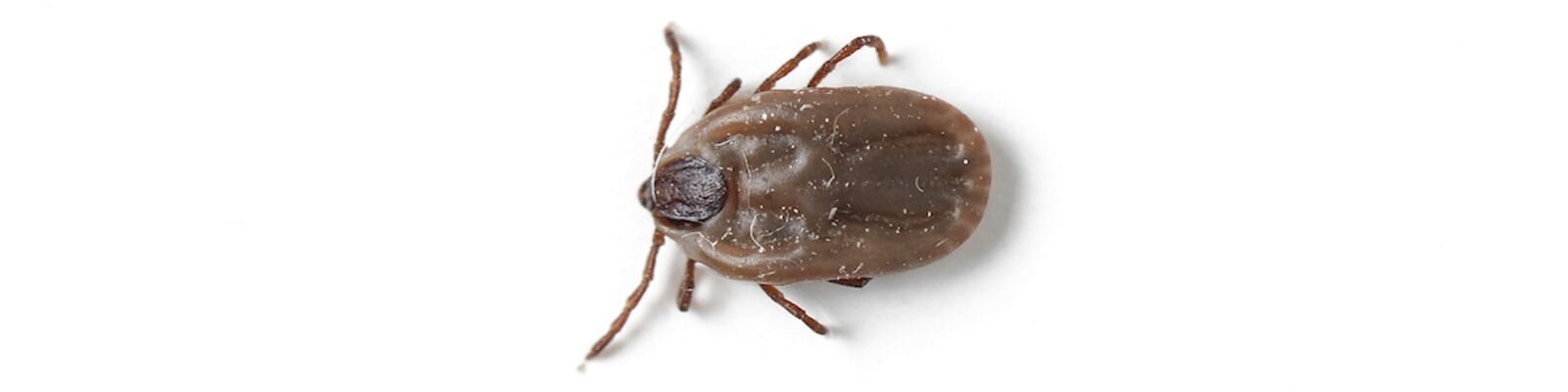 What You Should Know About the Brown Dog Tick | IGeneX | Tick Talk