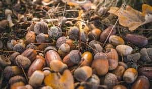 Acorns Eaten by Rodents Carrying Ticks