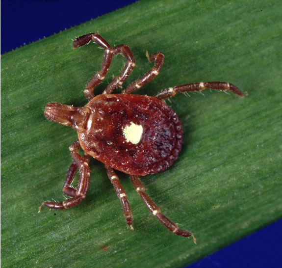 What You Need To Know About The Lone Star Tick Igenex Tick Talk