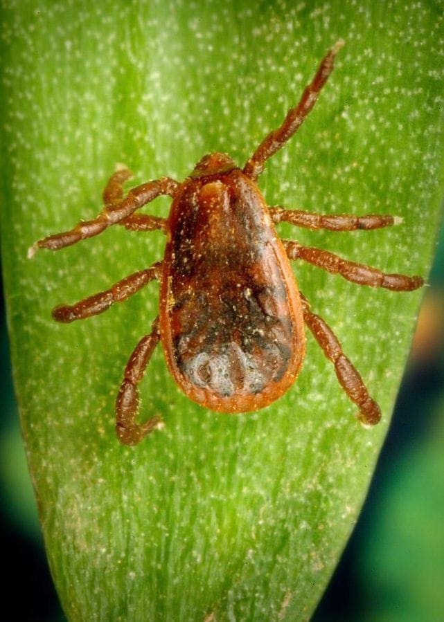 can brown dog ticks infect humans