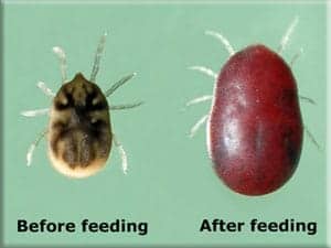 Ticks Before Feeding &amp; After Feeding on Human